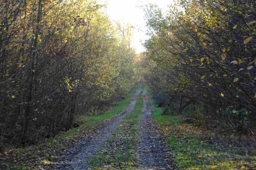 Waldweg mit starkem Bewuchs links und rechts. Einige Äste ragen schon in die Fahrbahn