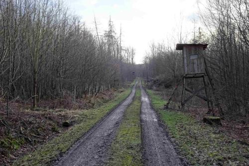 Blick auf den freigeschnittenen Waldweg